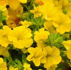 unique golden yellow